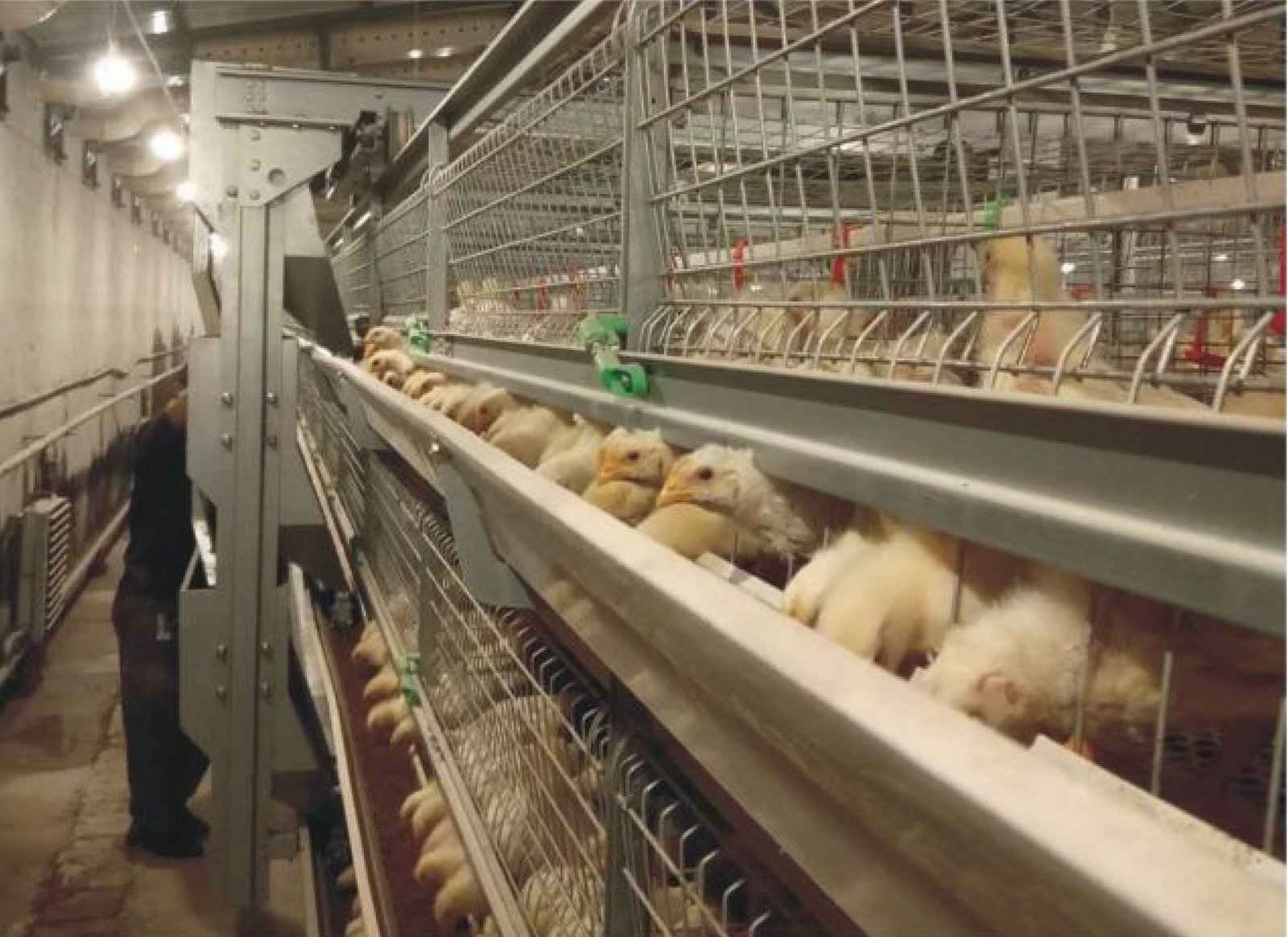 Read more about the article Philippines automated breeding equipment project case