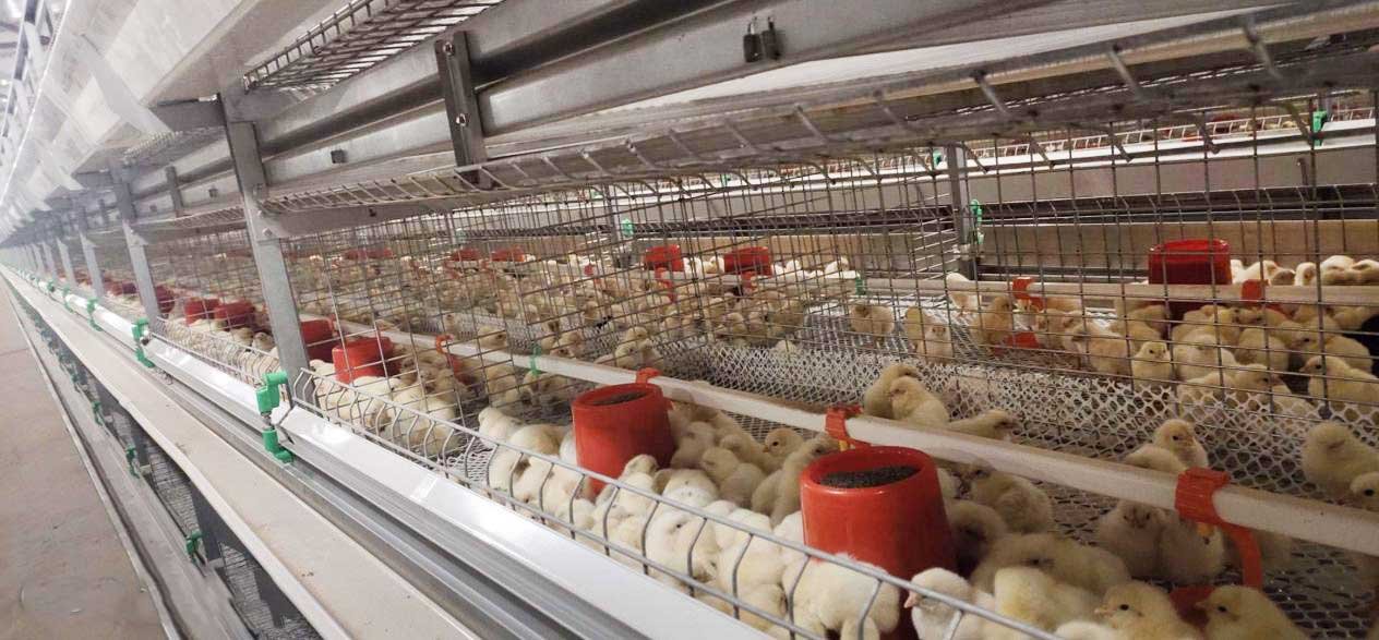 Read more about the article Malaysia fully automated laying hen breeding equipment project case