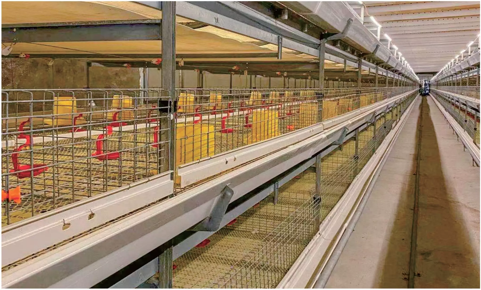 About Automated broiler Cage System