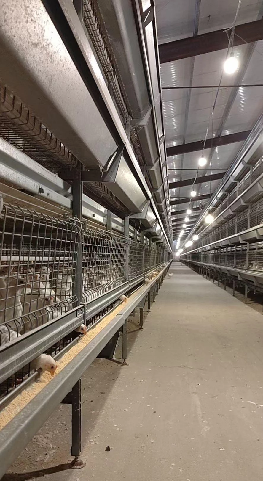 Read more about the article Hebei Province Automated Broiler Cage Equipment Project Case