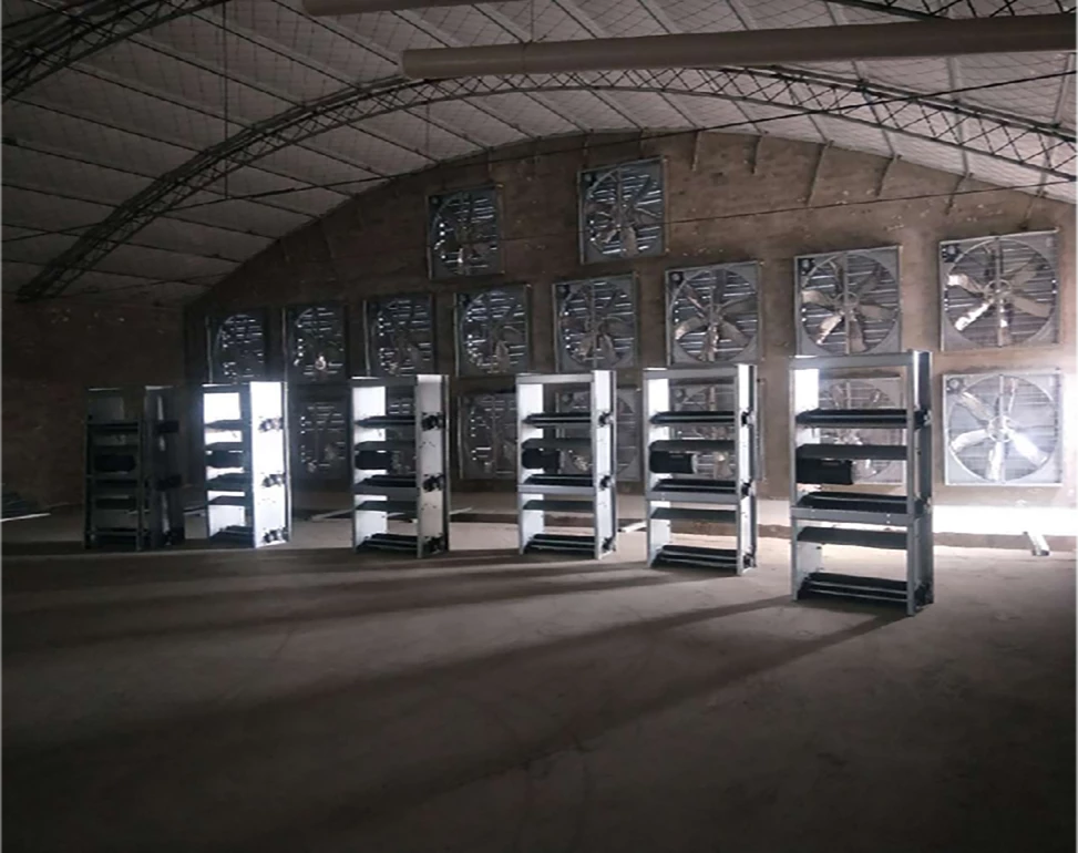 Hebei Province Automated broiler Cage System Project Case 2 Broiler project site