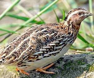 The Ultimate Guide to Quail Farming: Housing, Cages system,Equipment & Management 1 Brown Quail