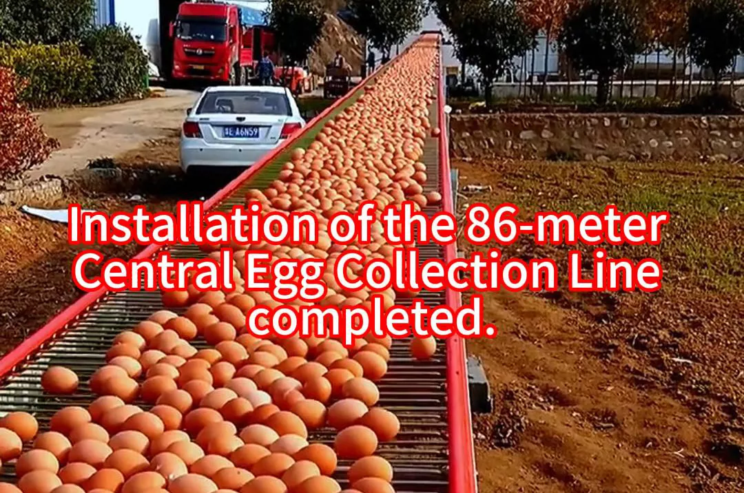 Read more about the article Central Egg Collection Line-poultry cage system