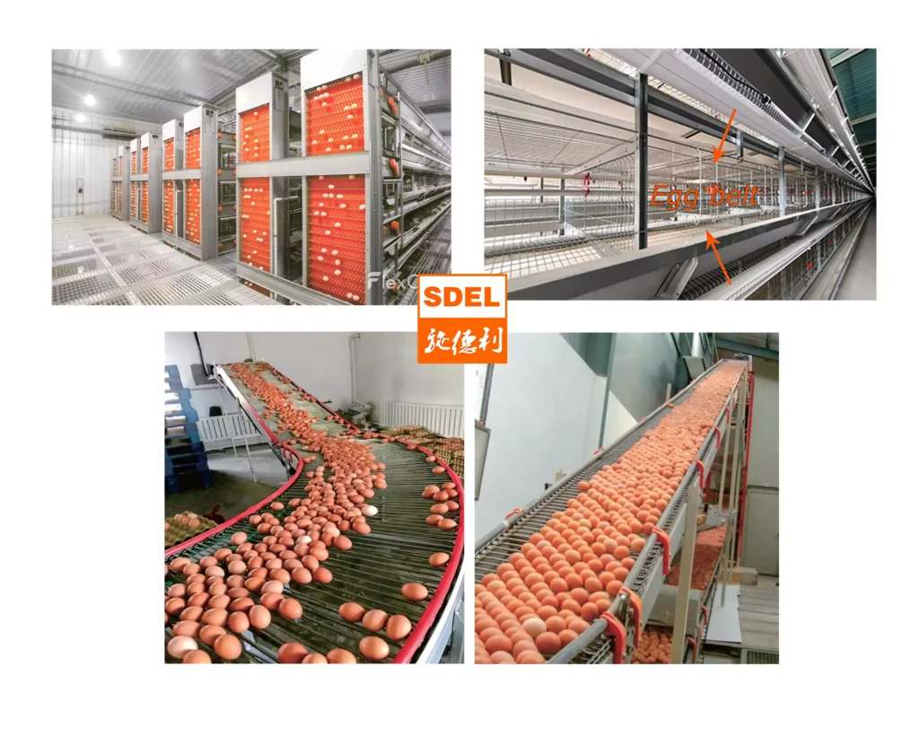 layer cage 4 Egg collection system
