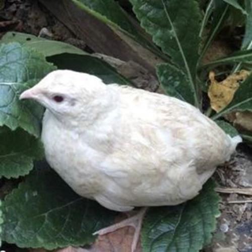 The Ultimate Guide to Quail Farming: Housing, Cages system,Equipment & Management 2 White Quail