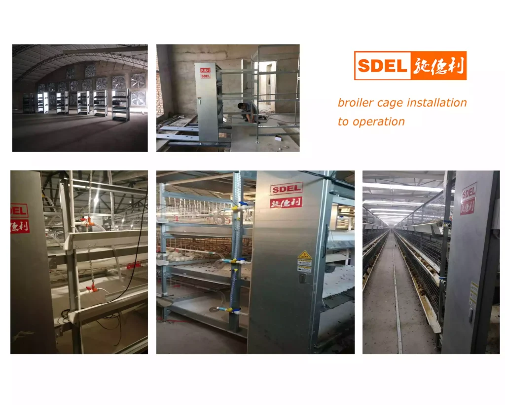 broiler cage installation to operation