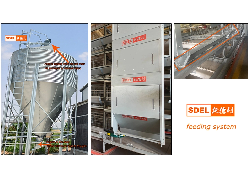 Complete Guide to Layer House Equipment Systems 2 feeding system 3