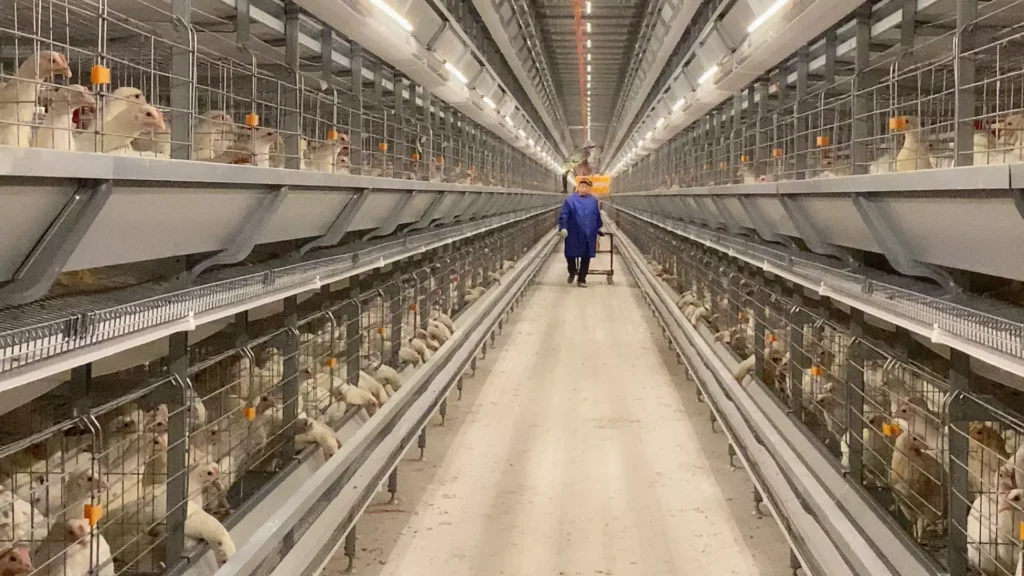 Wholesale layer cage systems-Sdeley is a leading manufacturer in China. 5 layer cage