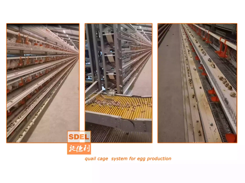 Sdeley Quail Farming Systems-Precision Solutions for Maximum Productivity 2 quail cage system