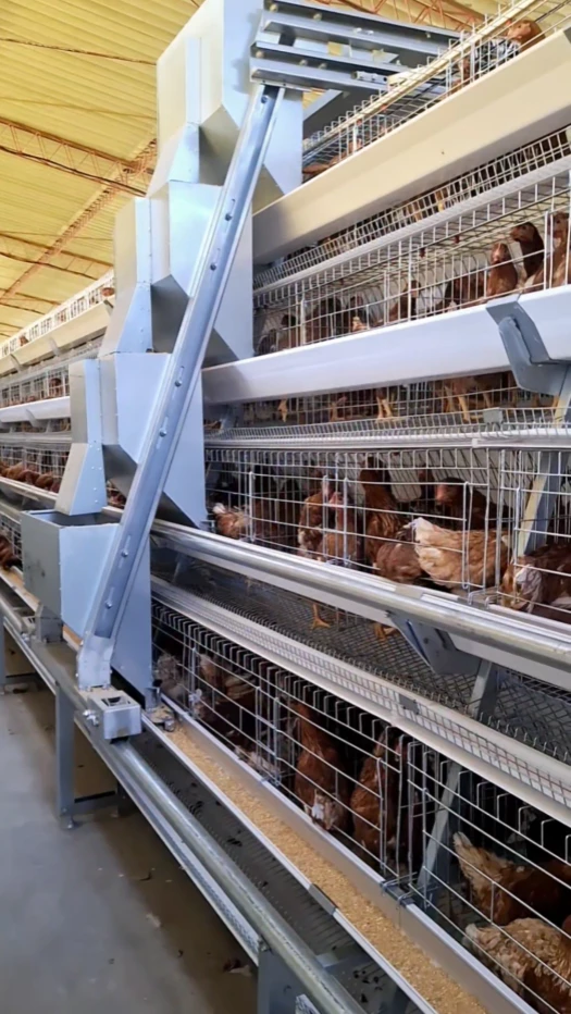 H type battery cages or A type battery cages? Answer in one sentence only. 2 A type battery cages