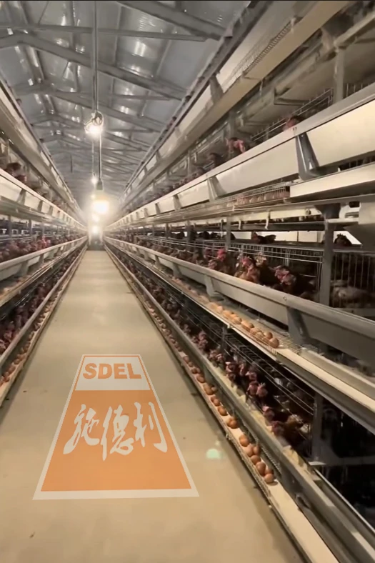 Automated Cage System for Chickens​2
