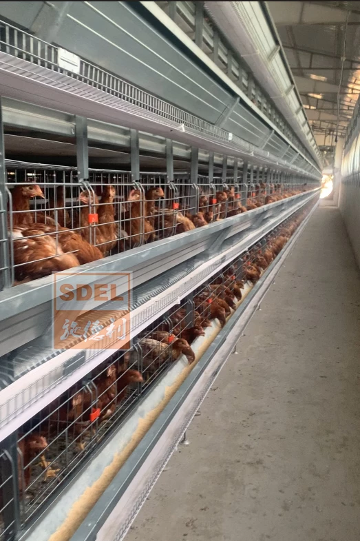 Automated Cage System for Chickens​3