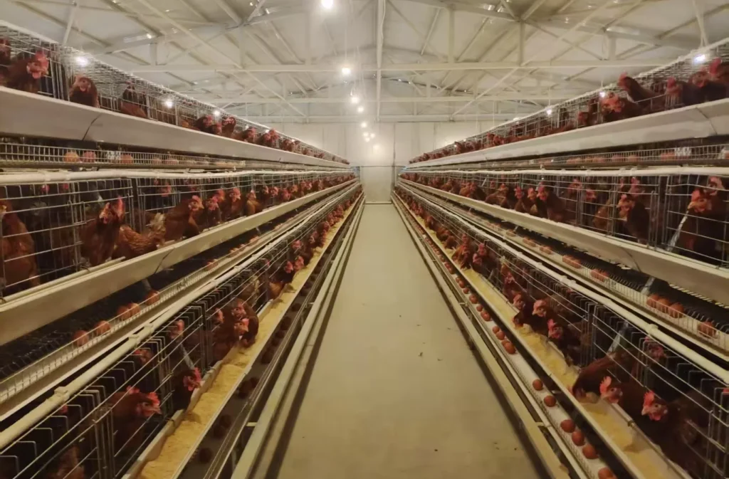 Key Breeding and Management Technology in Automatic Poultry Farms 1 Automatic Poultry Farms 1