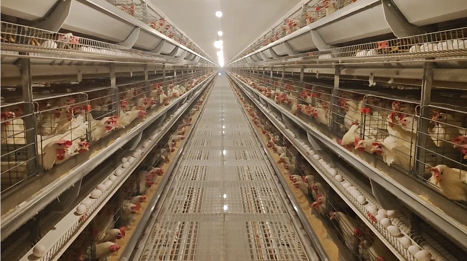 Key Breeding and Management Technology in Automatic Poultry Farms 2 Automatic Poultry Farms1 1