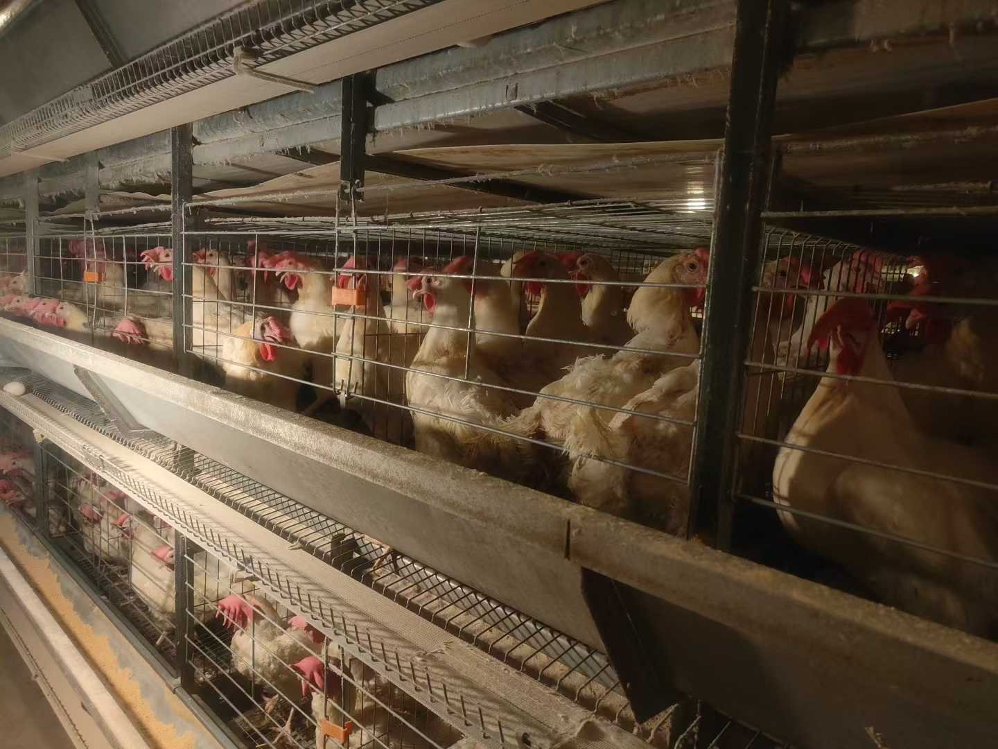 Read more about the article Commercial poultry equipment suppliers