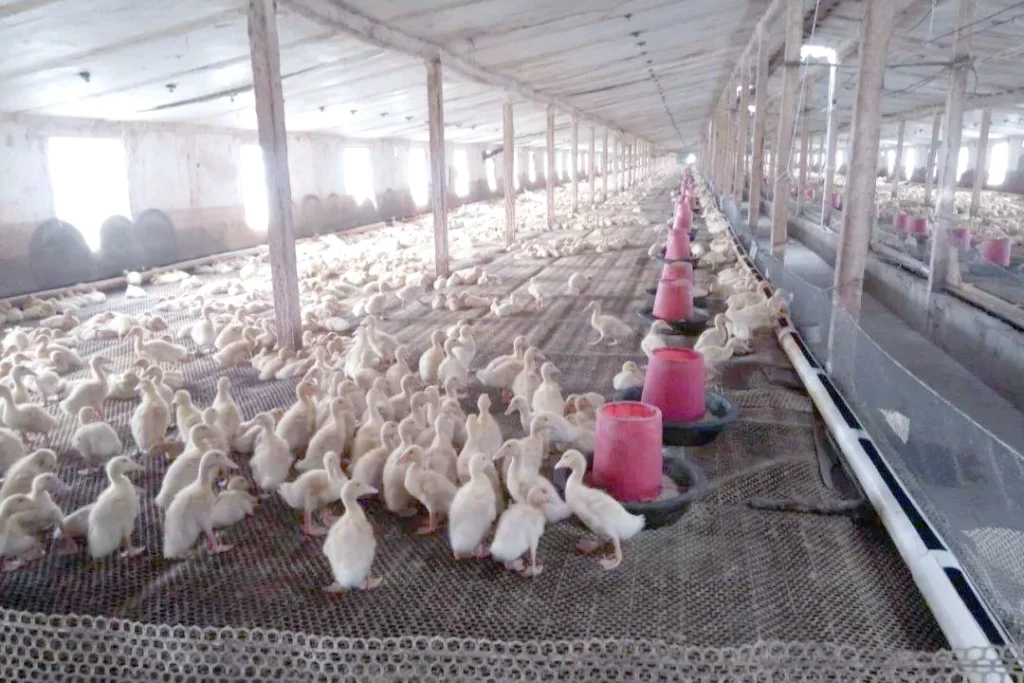 Dryland Duck Farming Model​