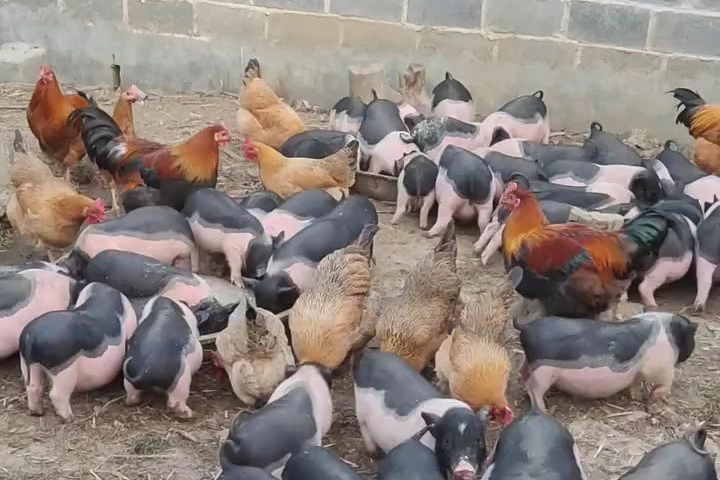 Ecological Cycle—Multi tier Farming Model​