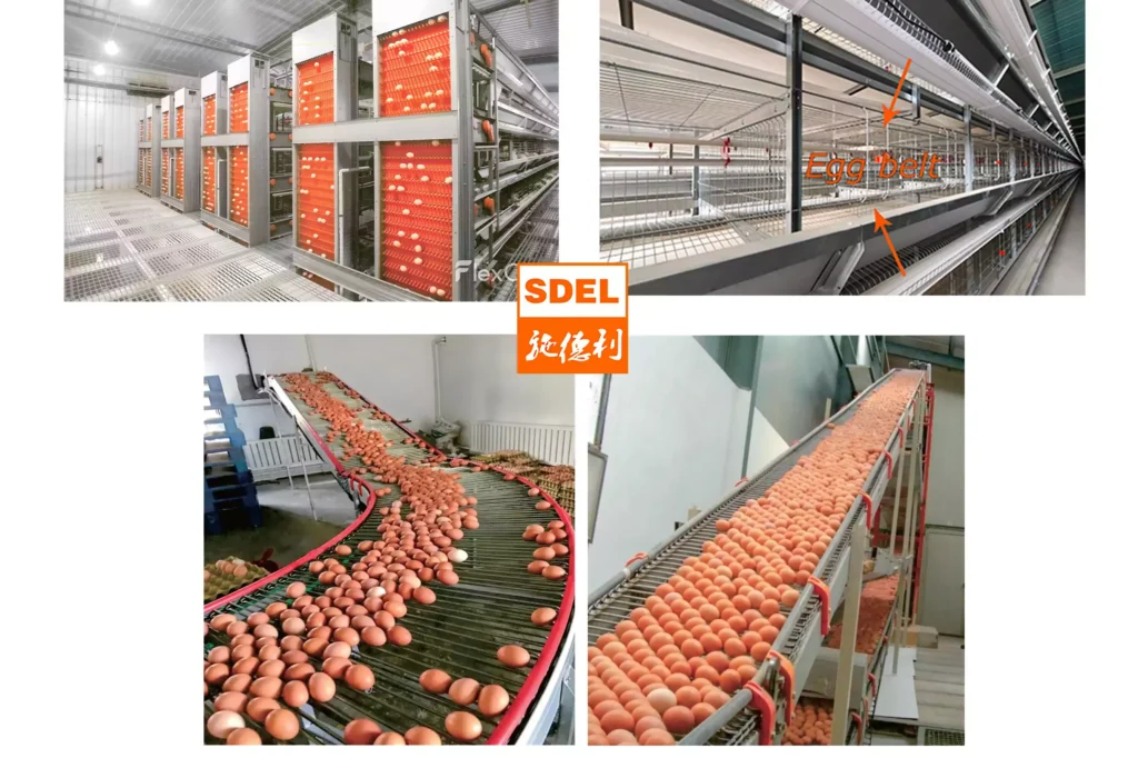 Researching Automatic Battery Cage Systems? Let’s Break It Down in 3 Minutes! 1 Egg collection system edited