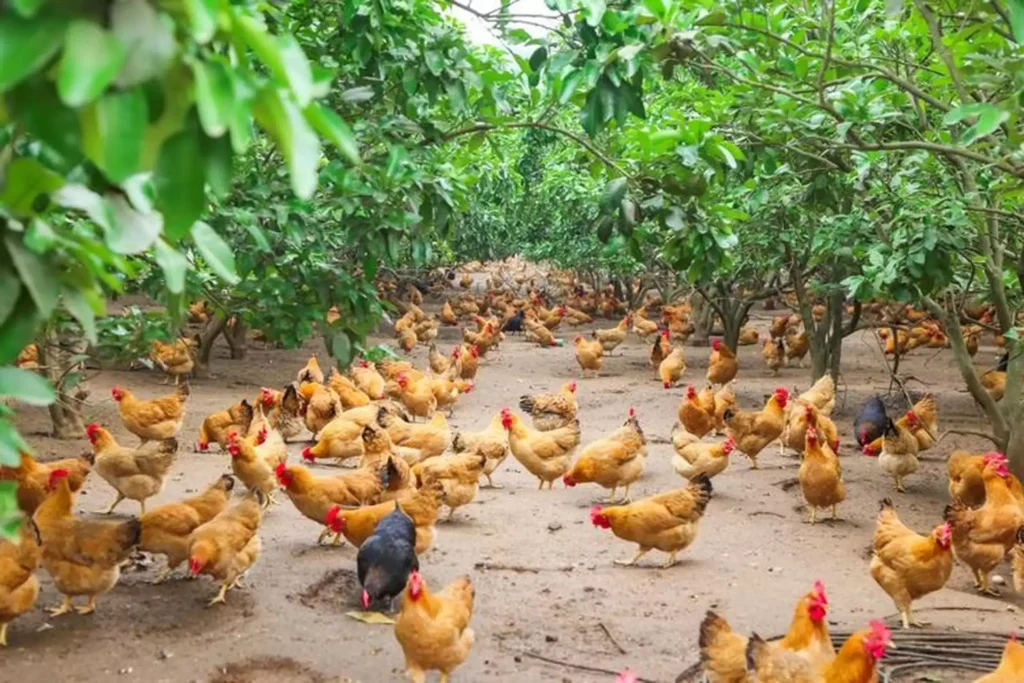 Forest Orchard Ecological Farming Model​