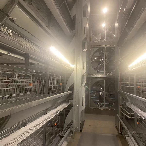 Broiler chicken farming business plan 4 Lighting