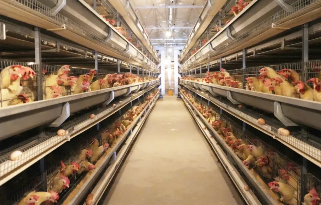What is automated battery cage system: A guide to Selection, Data, and ROI Analysis 1 automated battery cage system