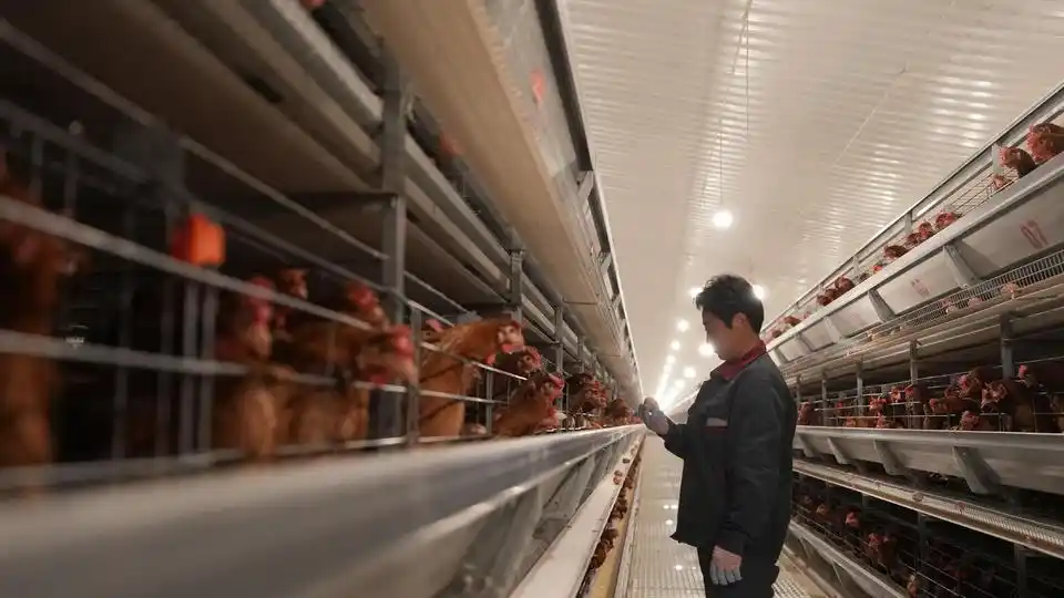 What is automated battery cage system: A guide to Selection, Data, and ROI Analysis 2 c8ea15ce36d3d539c9f5ce9ada5aee5f372ab088