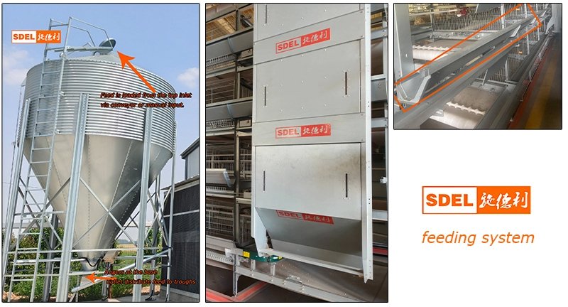 Researching Automatic Battery Cage Systems? Let’s Break It Down in 3 Minutes! 2 feeding system 23 1
