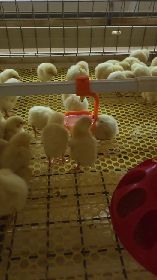 Automatic Broiler Cage System: 8 Must-Know Management Tips 4 pullet cage system