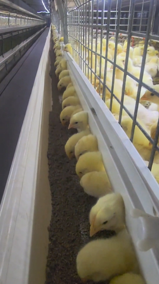 pullet cage system1