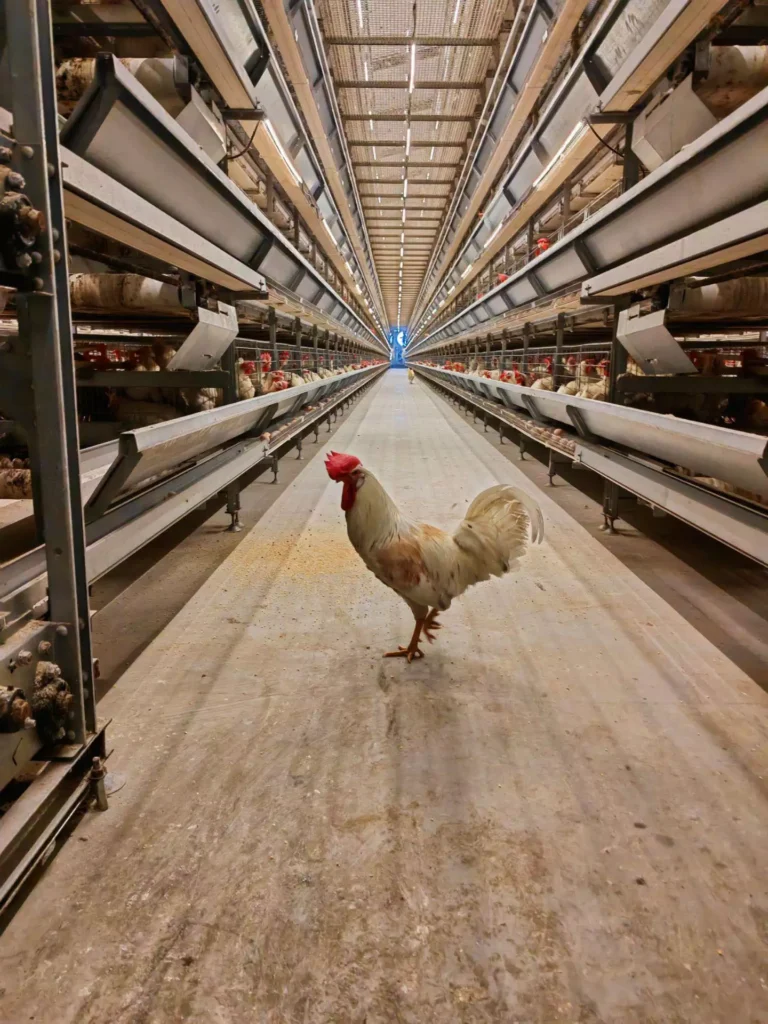 100000 birds poultry farming cost(chicken) 1 100000 birds poultry farming cost