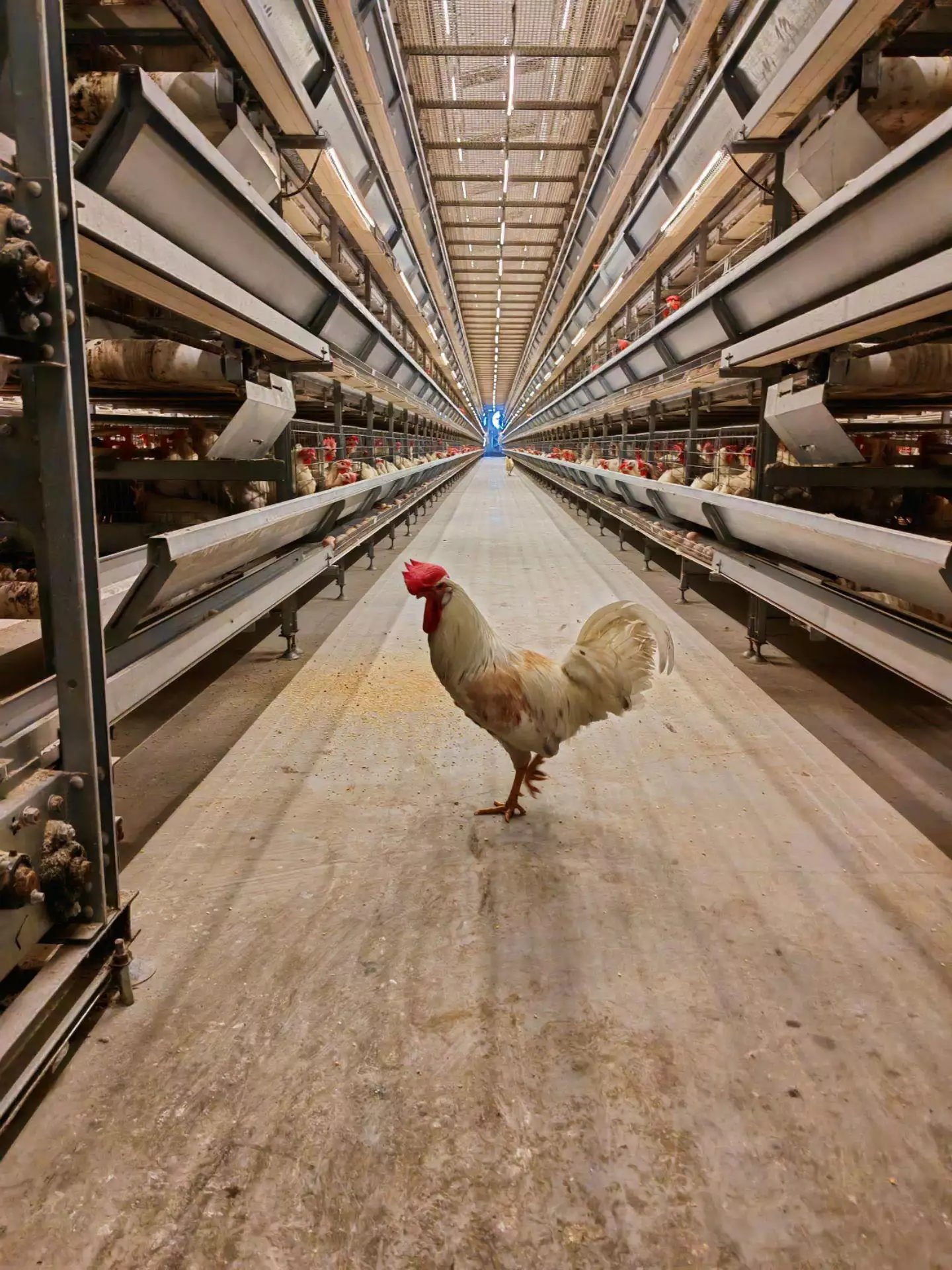 Read more about the article 100000 birds poultry farming cost(chicken)