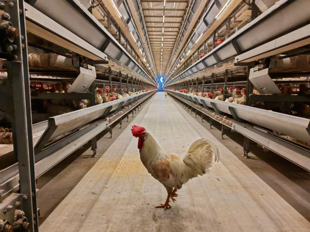 Types of Cage System in Poultry: A Practical Guide 1 100000 birds poultry farming cost800600