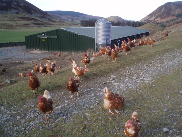 Types of Cage System in Poultry: A Practical Guide 4 Cage Free and Alternative Systems800600 1