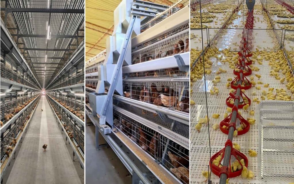 Chicken Farm Cage Systems​