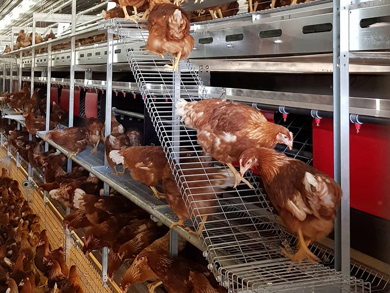 Types of Cage System in Poultry: A Practical Guide 3 Colony Aviary Cages800600 1
