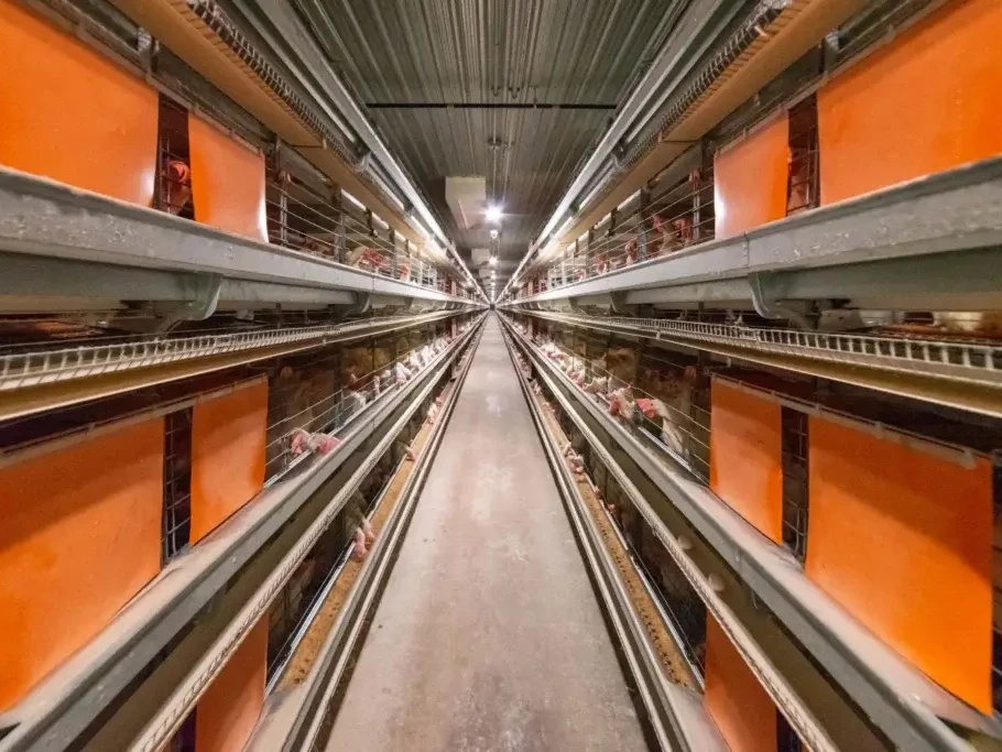 Types of Cage System in Poultry: A Practical Guide 2 Enriched cage poultry system800600 1