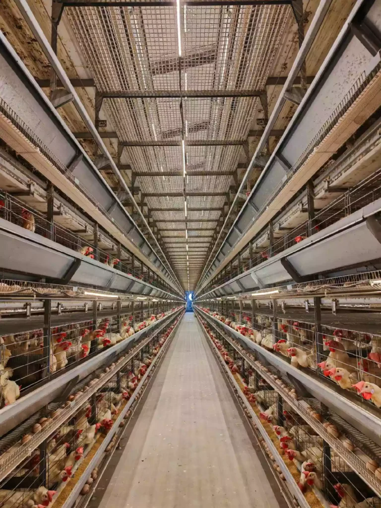 H type stacked cage system 1
