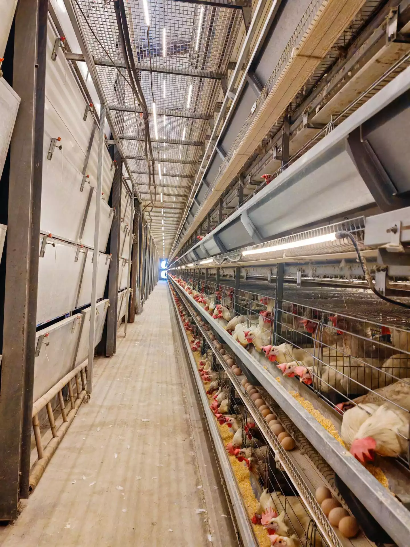 Read more about the article Why Uniformity Can MAKE or BREAK Your First Flock: How to Start Rearing Chicken the Right Way