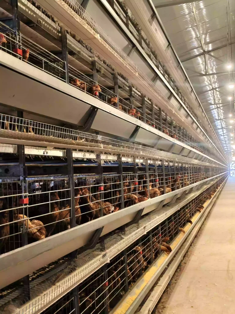 How to start a chicken egg farm