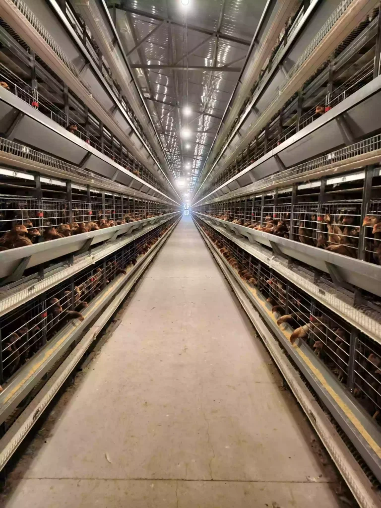 How to start a chicken egg farm2