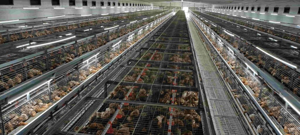 Poultry Farming