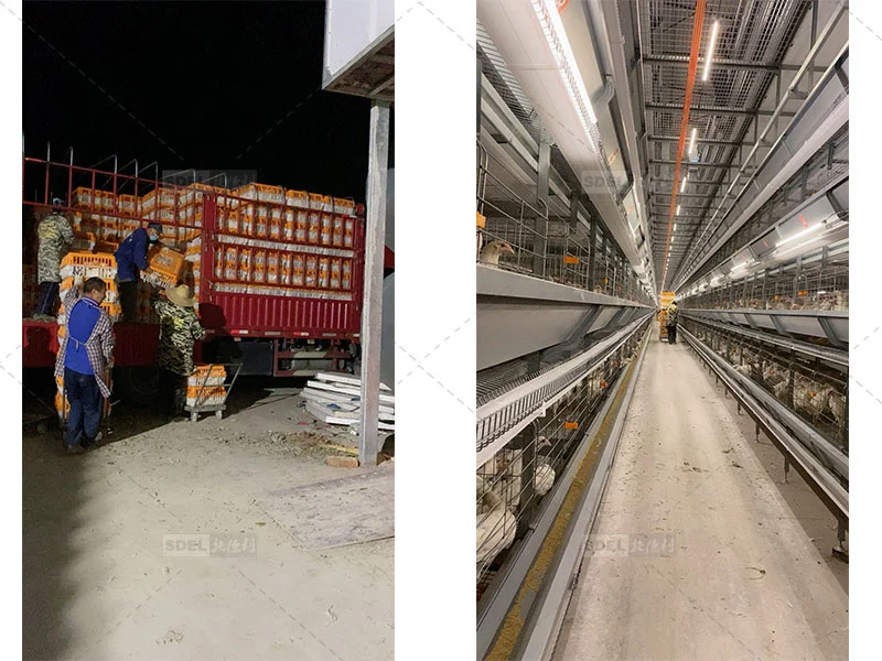 Transferring layers to laying cages
