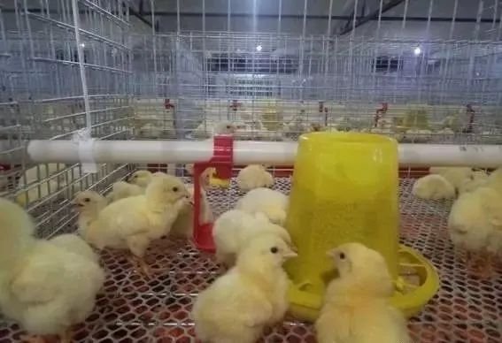 Broiler Cage System1