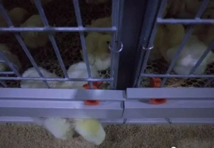 Broiler Cage System14