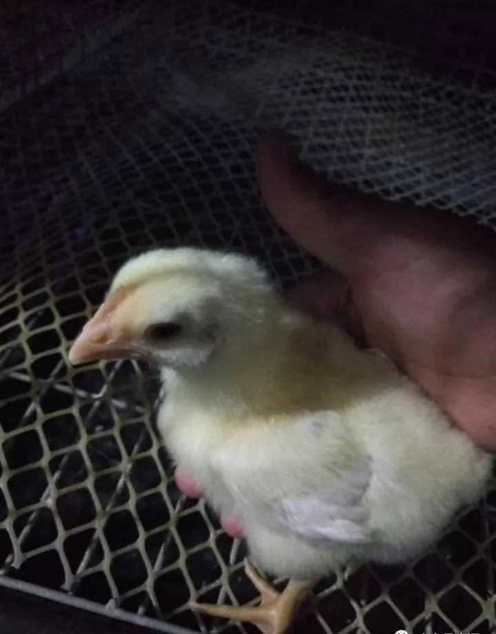Broiler Cage System15