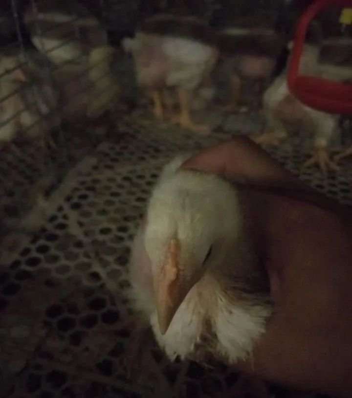 Broiler Cage System16