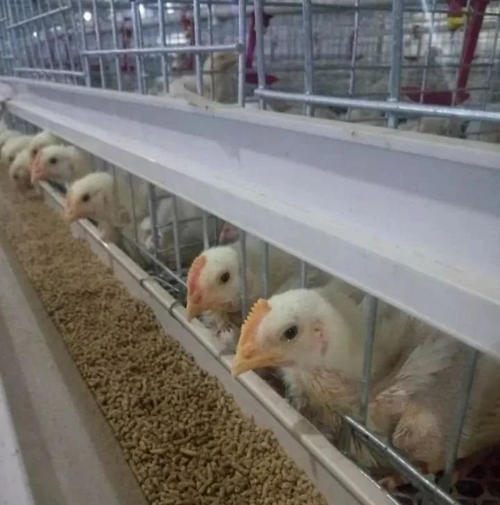 Broiler Cage System17