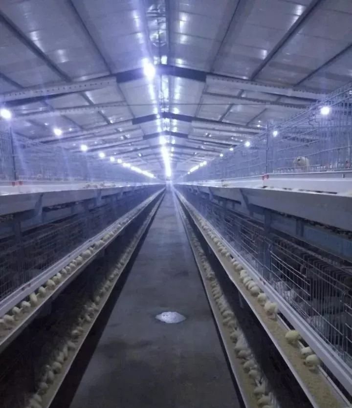 Broiler Cage System18
