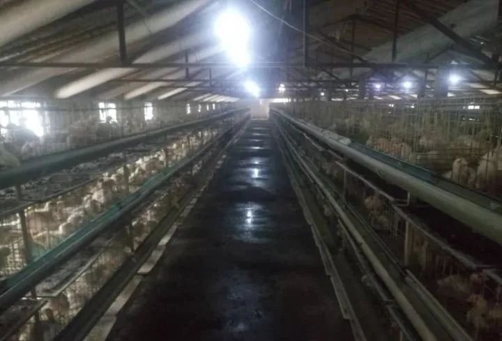 Broiler Cage System19