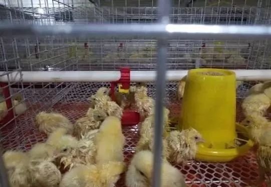 Broiler Cage System3